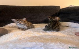 Bengal cats for sale: Female bengal kittens for sale  - Image 2