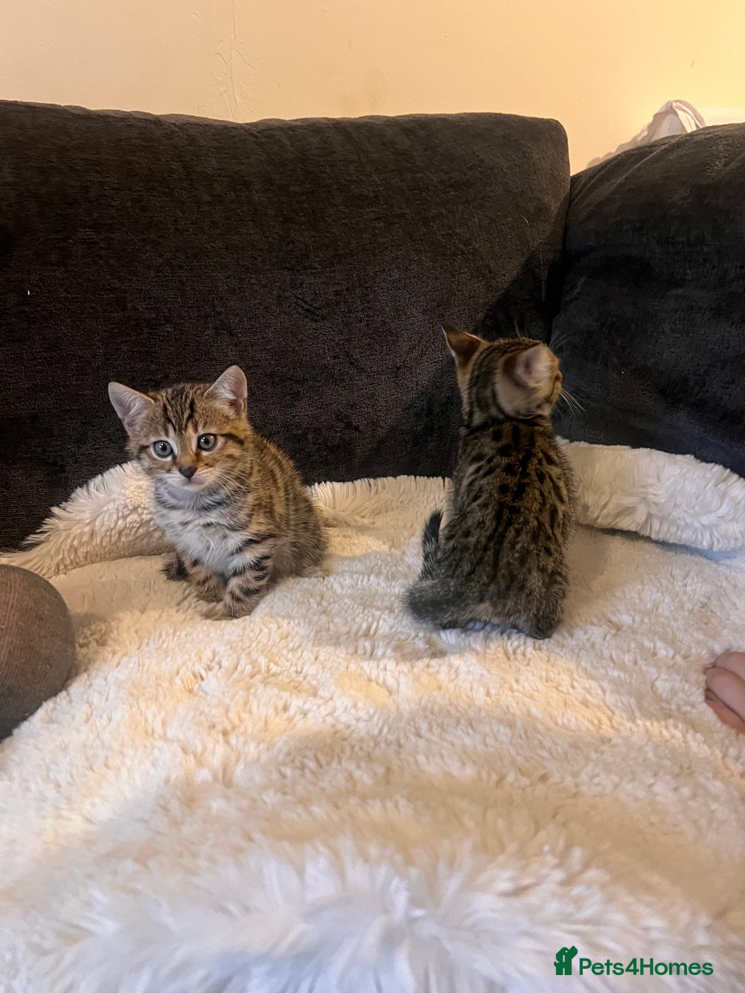 Bengal cats for sale: Female bengal kittens for sale  - Image 2