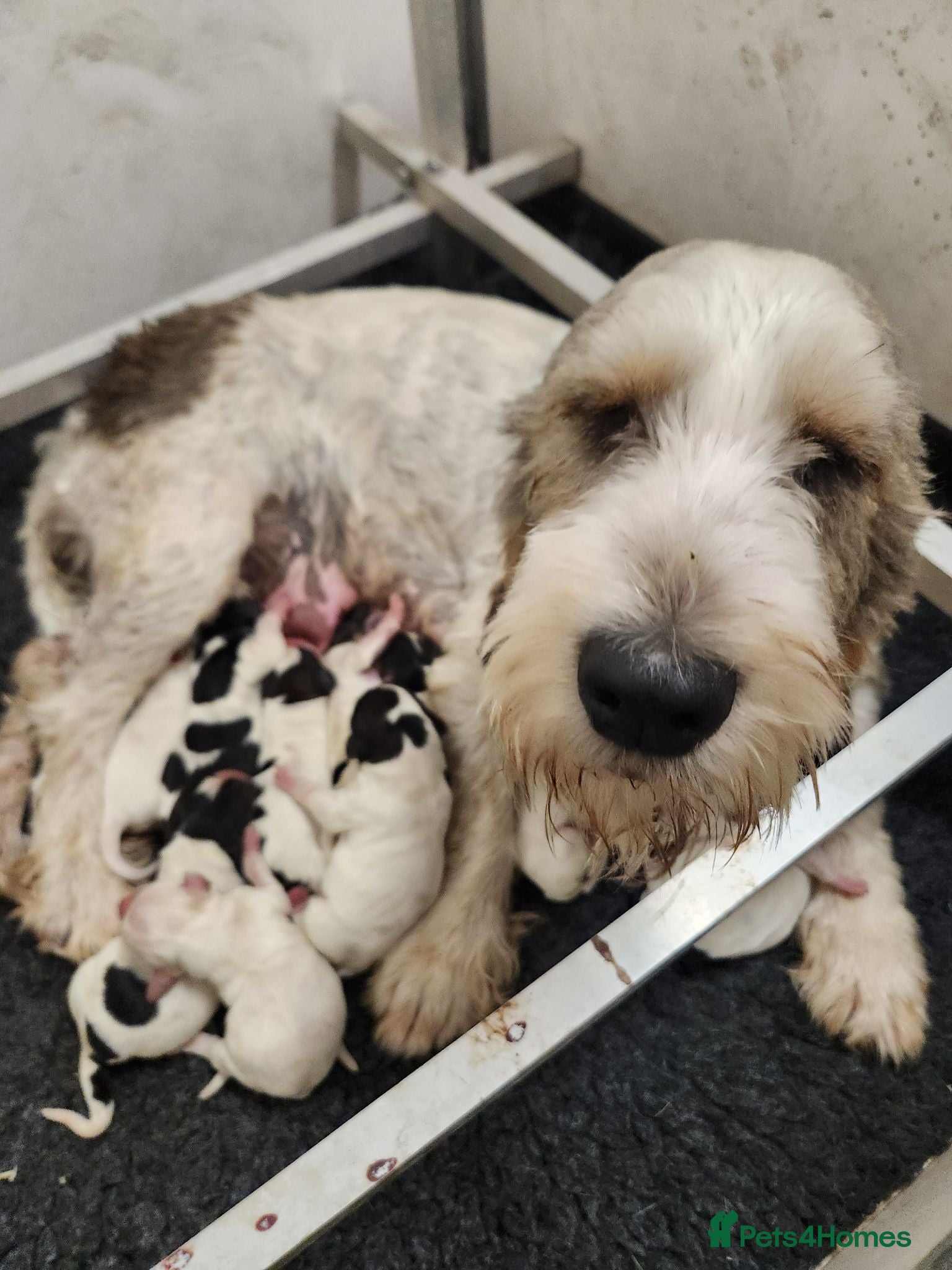 Basset Griffon Vendeen dogs Kc registered Griffon grand bassets  - Advert 1