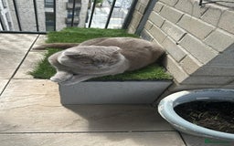 Scottish Fold cats for sale: Scottish Fold Cat for Rehome – Gentle & Loving - Image 4