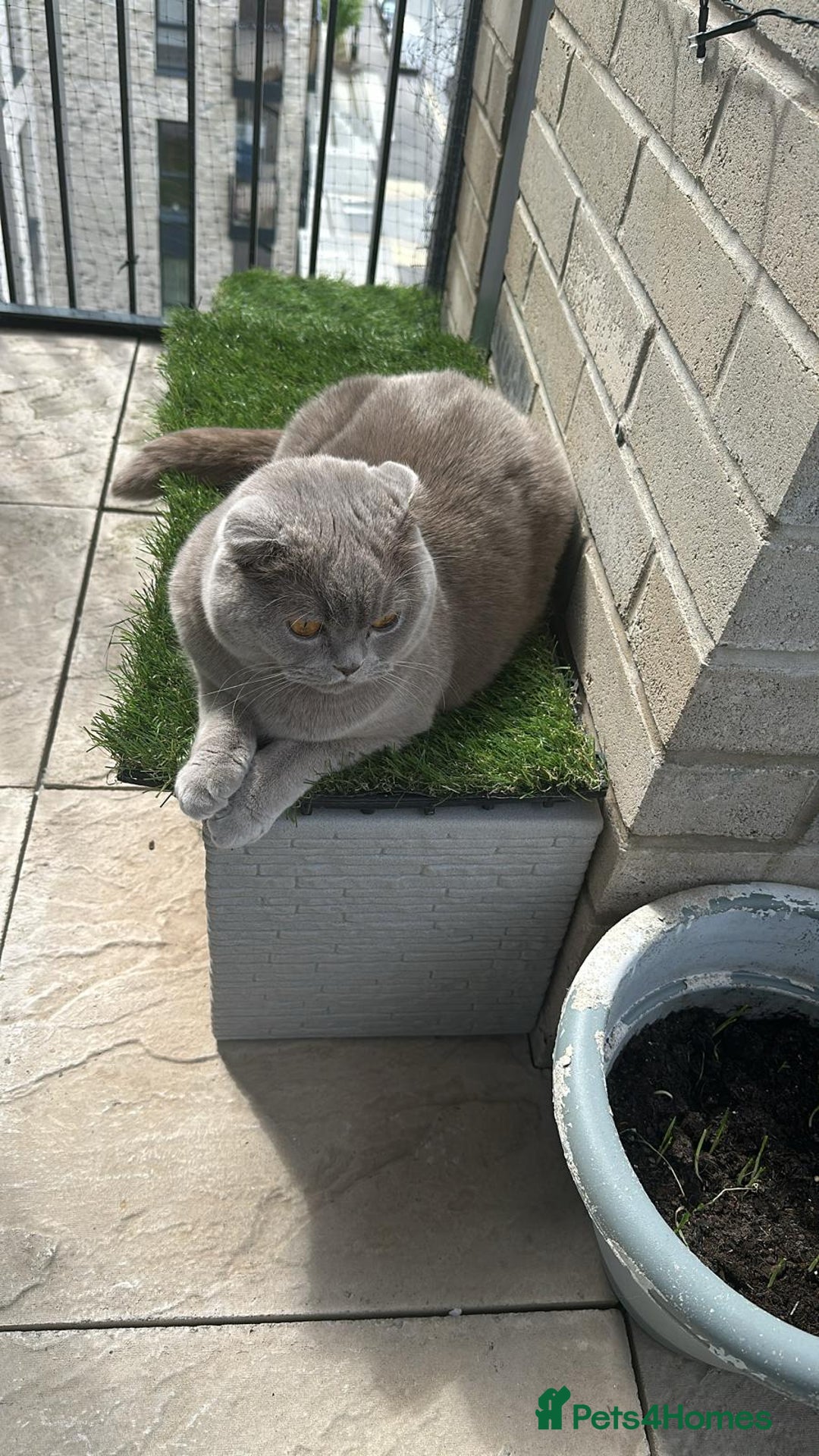 Scottish Fold cats for sale: Scottish Fold Cat for Rehome – Gentle & Loving - Image 4