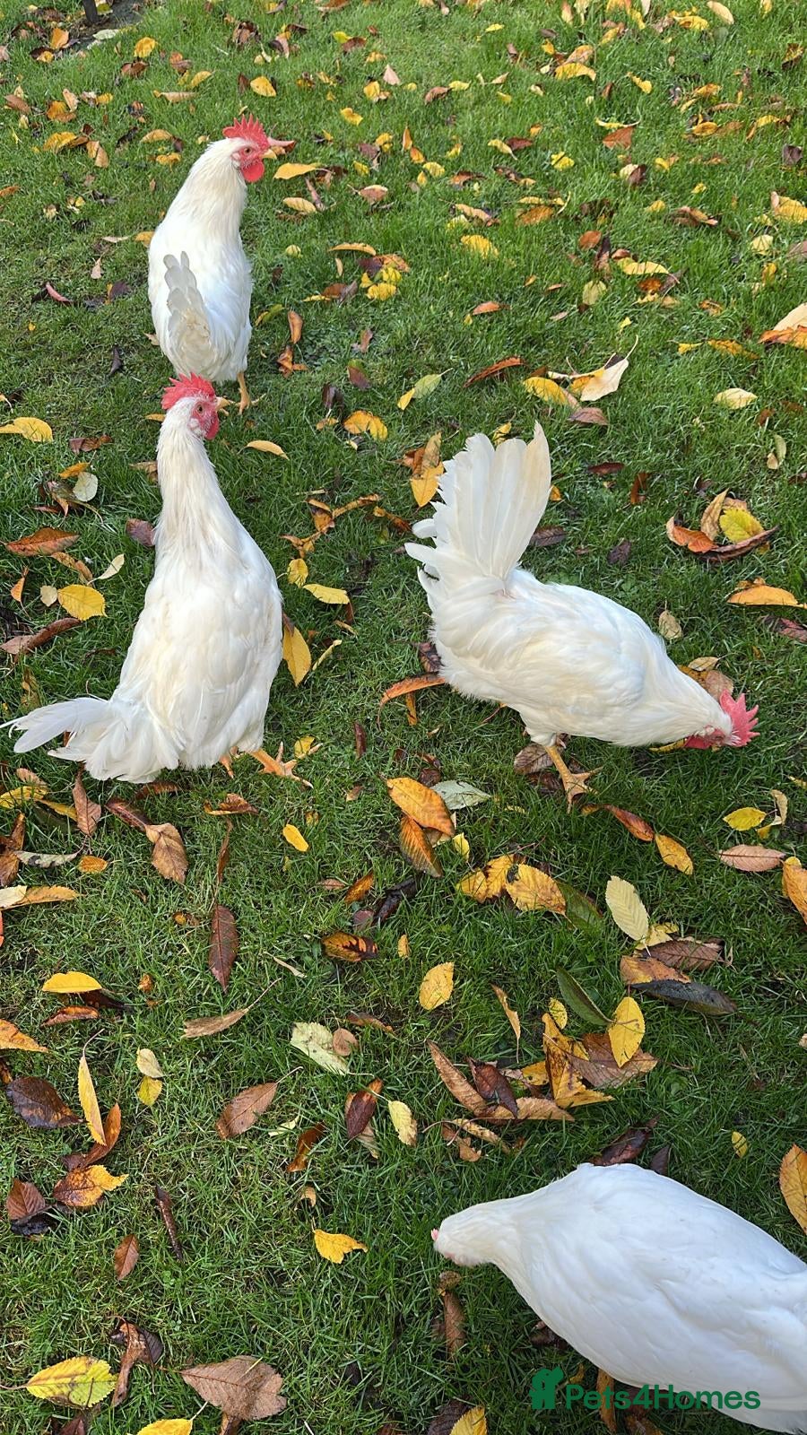 Chickens poultry Super friendly Arlington White pure breed  - Advert 23