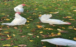 Chickens poultry for sale: Super friendly Arlington White pure breed  - Image 1