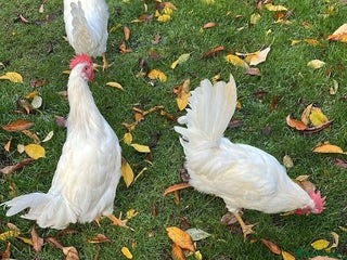 Chickens poultry - Advert 1