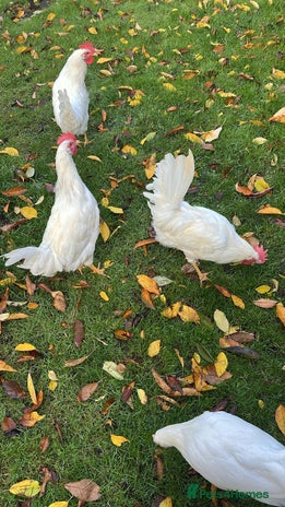 Chickens poultry - Advert 1