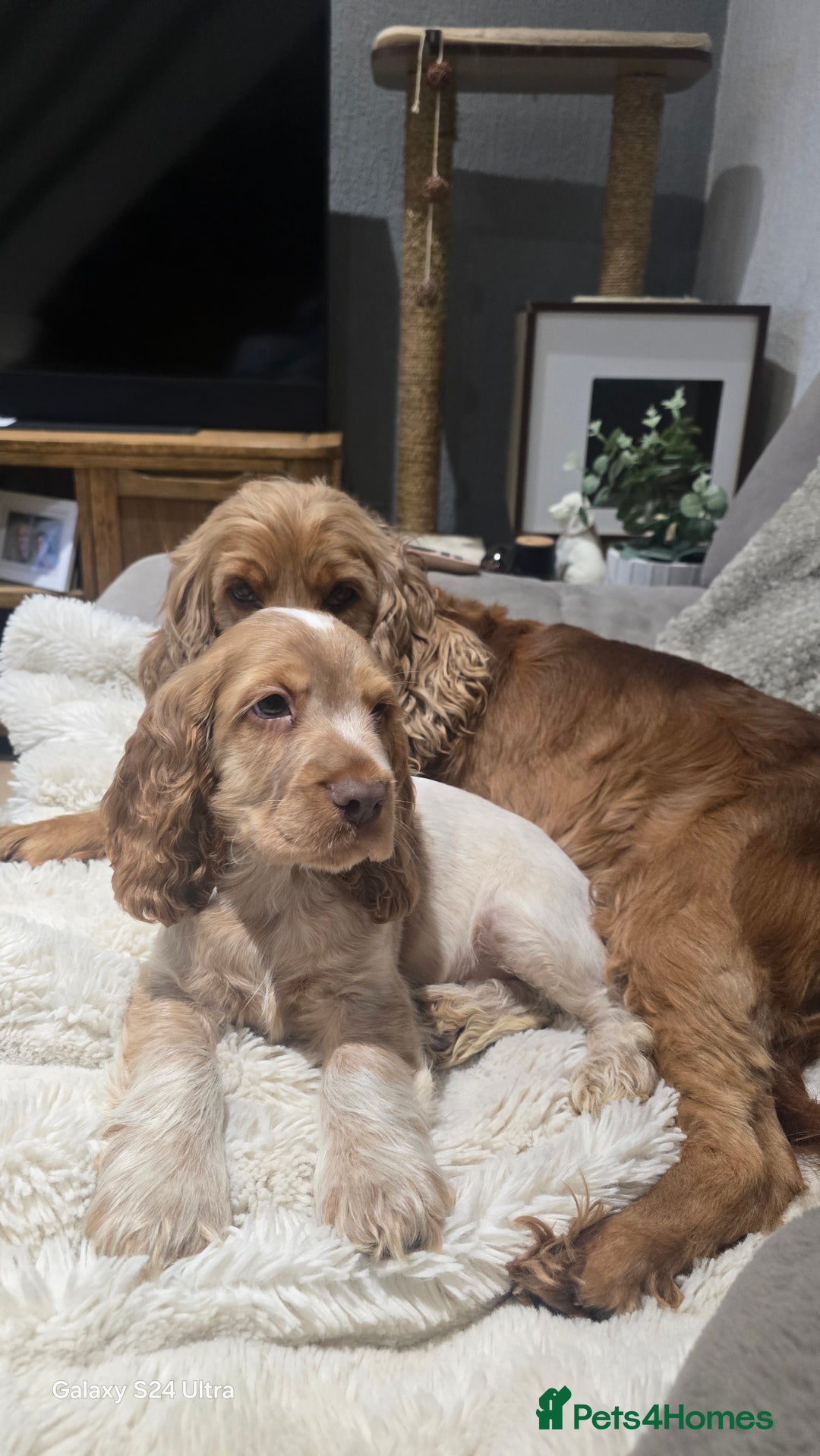 Cocker Spaniel dogs for sale: KC Health tested Show Type Orange Roan Cocker - Advert 8