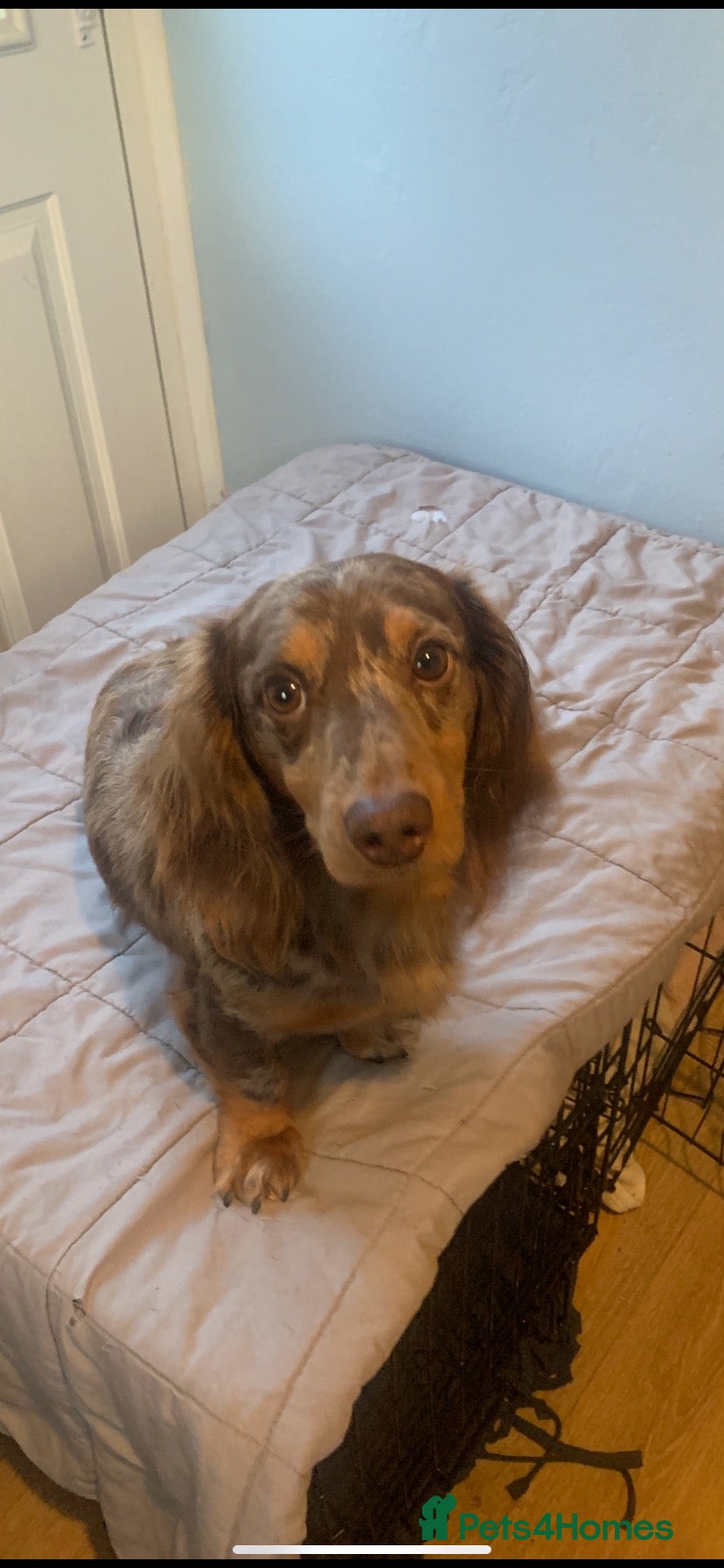 Dachshund dogs PROVEN STUD K.C reg long hair dapple dachshund  - Advert 14