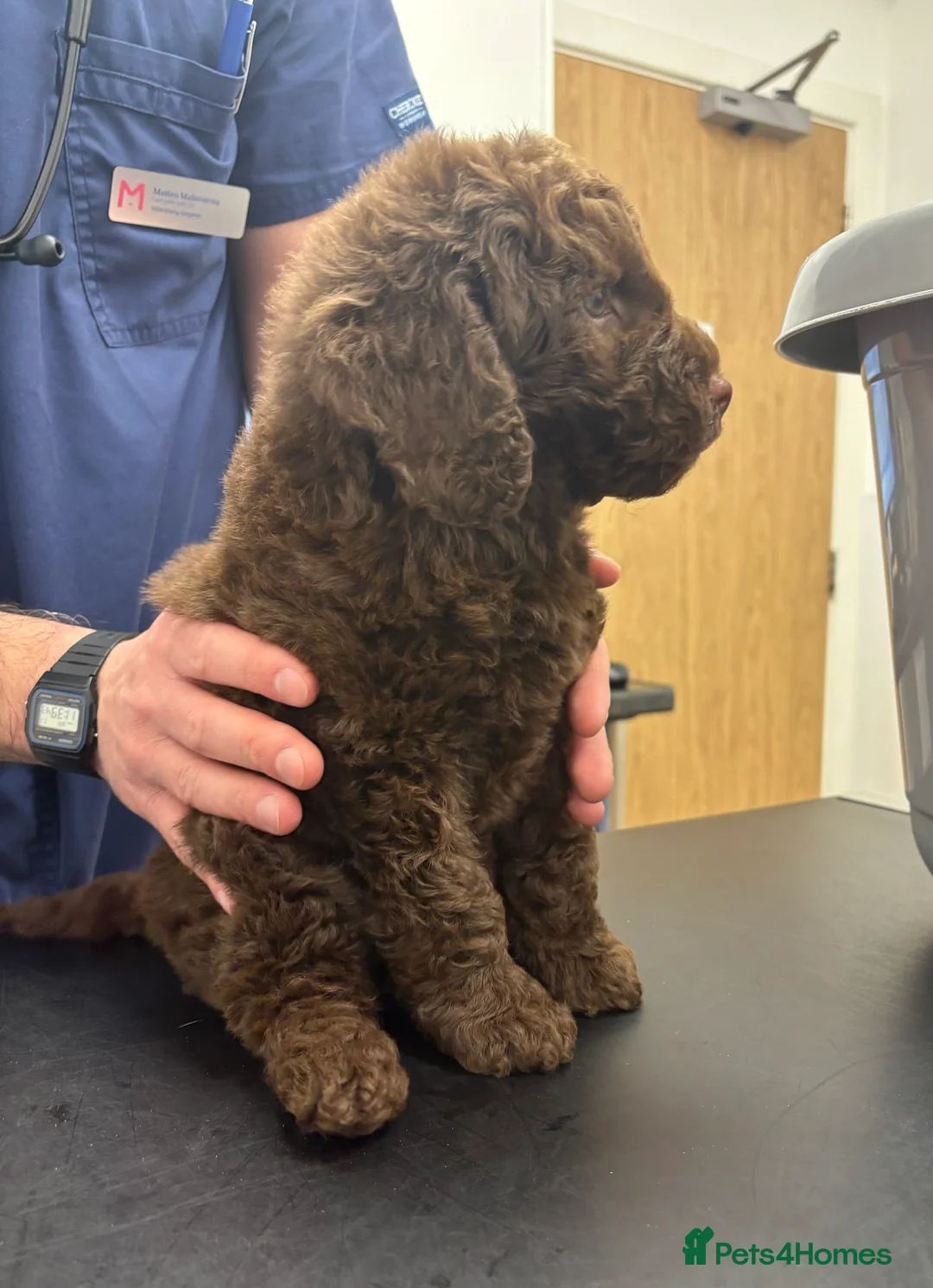 Labradoodle dogs for sale: Miniature Labradoodle puppies - Advert 6