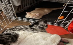 Ragdoll cats for sale: 1xBoy ginger/apricot ragdoll x British shorthair  - Image 3