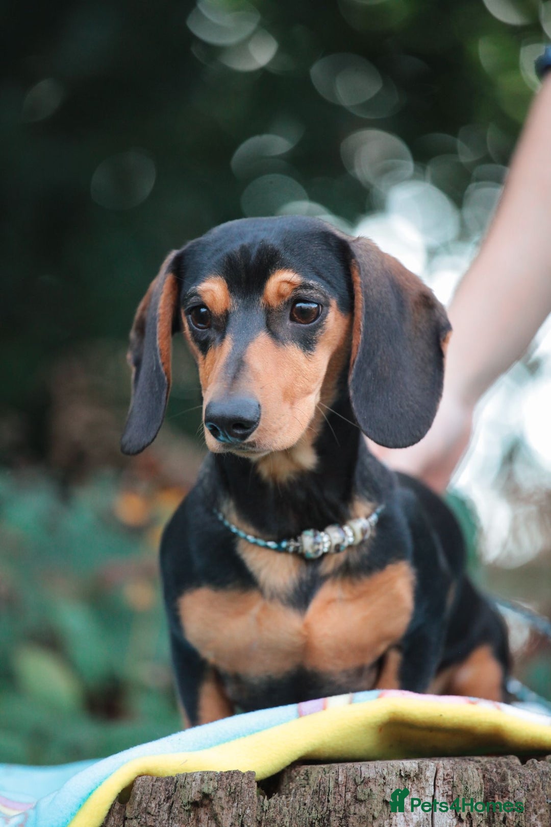 Miniature Dachshund dogs for sale: 5 STAR LICENSED - CEZARBLUE SMOOTH KC MINIATURES  - Image 8