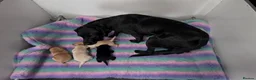 Labrador Retriever dogs for sale: Exceptional FTCH  Fully Health Tested Lab puppies  - Advert 3