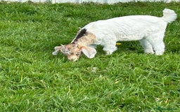 Goats livestock for sale: Boer goat kids - Image 2
