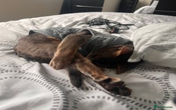 Abyssinian cats for sale: Abyssinian male - Image 5