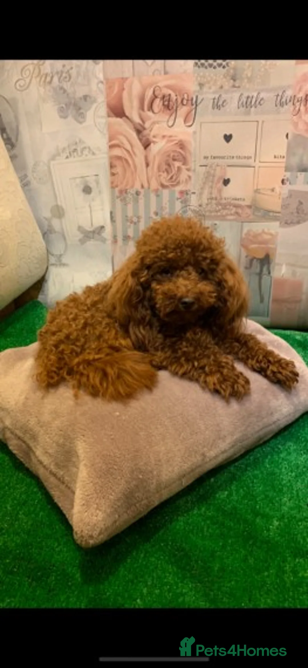 Poodle dogs for stud: Extensively Heath Tested Deep Red Tiny Toy Poodle in Mansfield - Advert 2