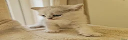 British Shorthair cats for sale: BRITISH SHORTHAIR KITTEN BLUE EYES  - Advert 25