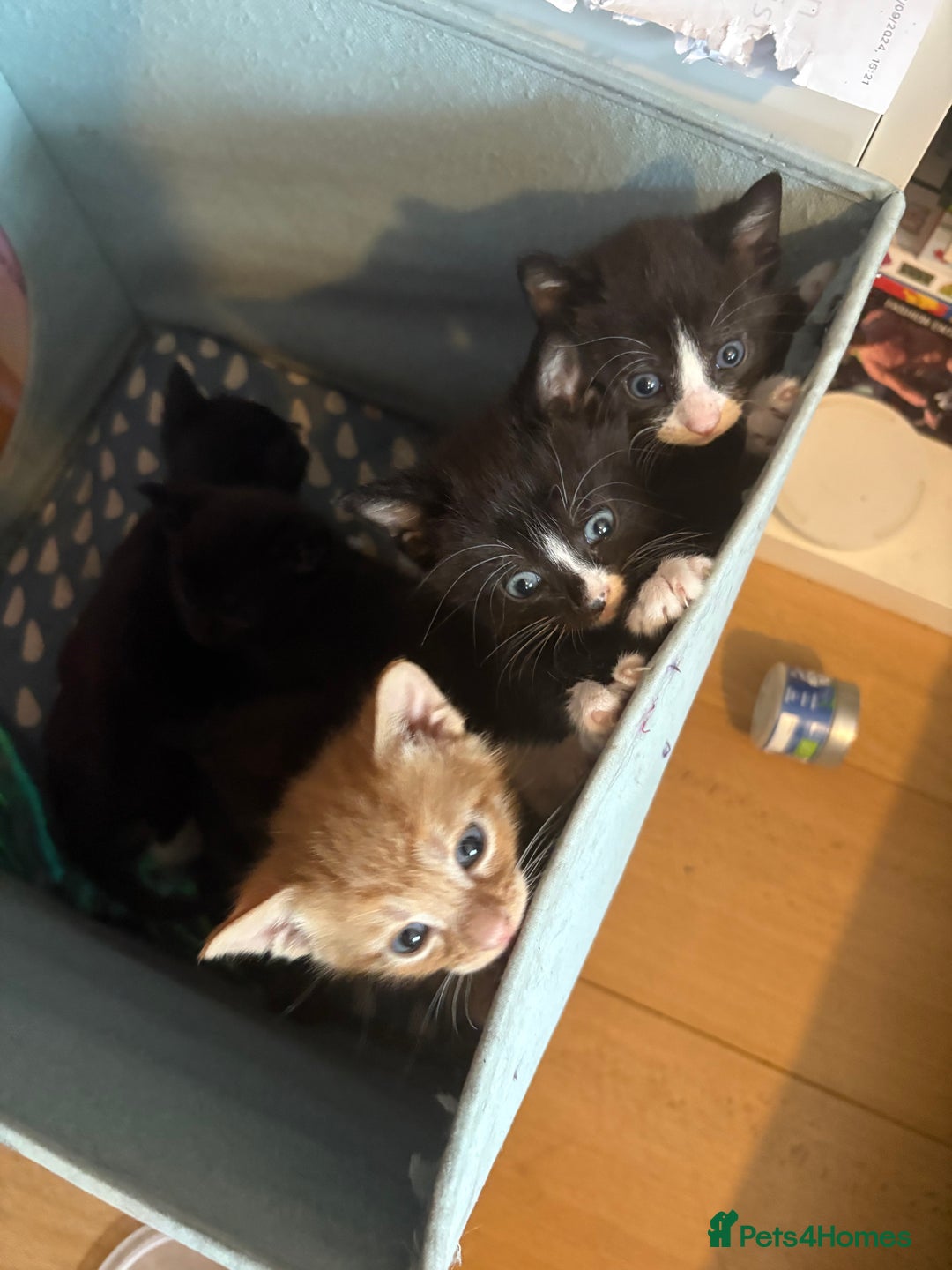 Mixed Breed cats for sale: Cheeky kittens - Image 11