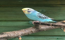 Budgerigars birds for sale: Baby, Budgies for sale - Image 2