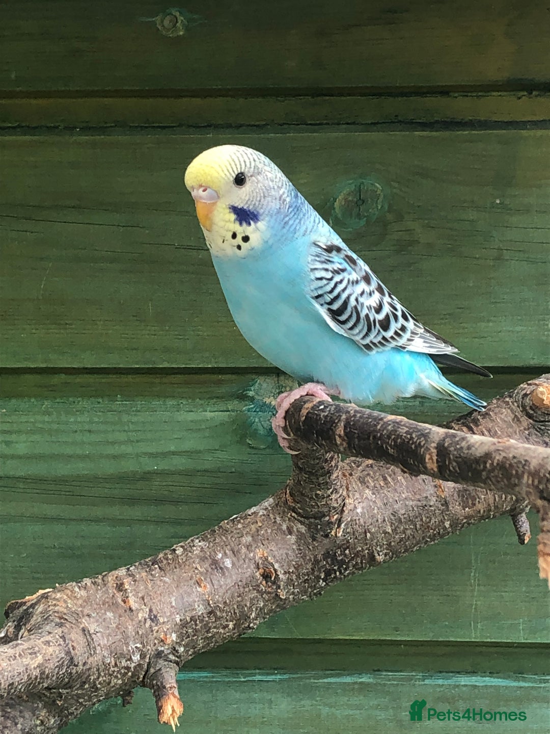 Budgerigars birds for sale: Baby, Budgies for sale - Image 2