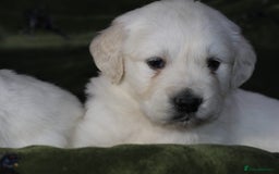 Golden Retriever dogs for sale: KC, Extensively Health tested Parents. Snow white - Image 13