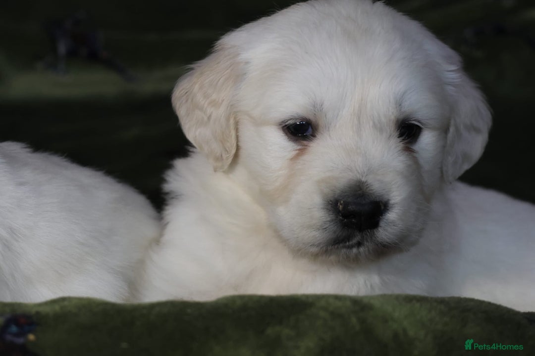 Golden Retriever dogs for sale: KC, Extensively Health tested Parents. Snow white - Image 13
