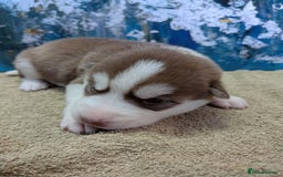 Siberian Husky dogs for sale: Beautiful pure Siberian Husky - Image 6