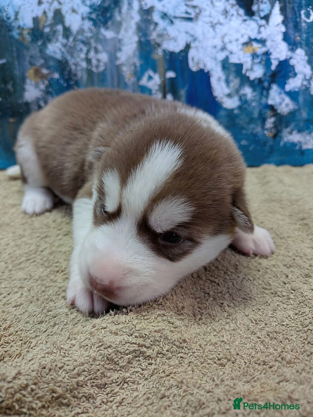 Siberian Husky dogs for sale: Beautiful pure Siberian Husky - Image 6