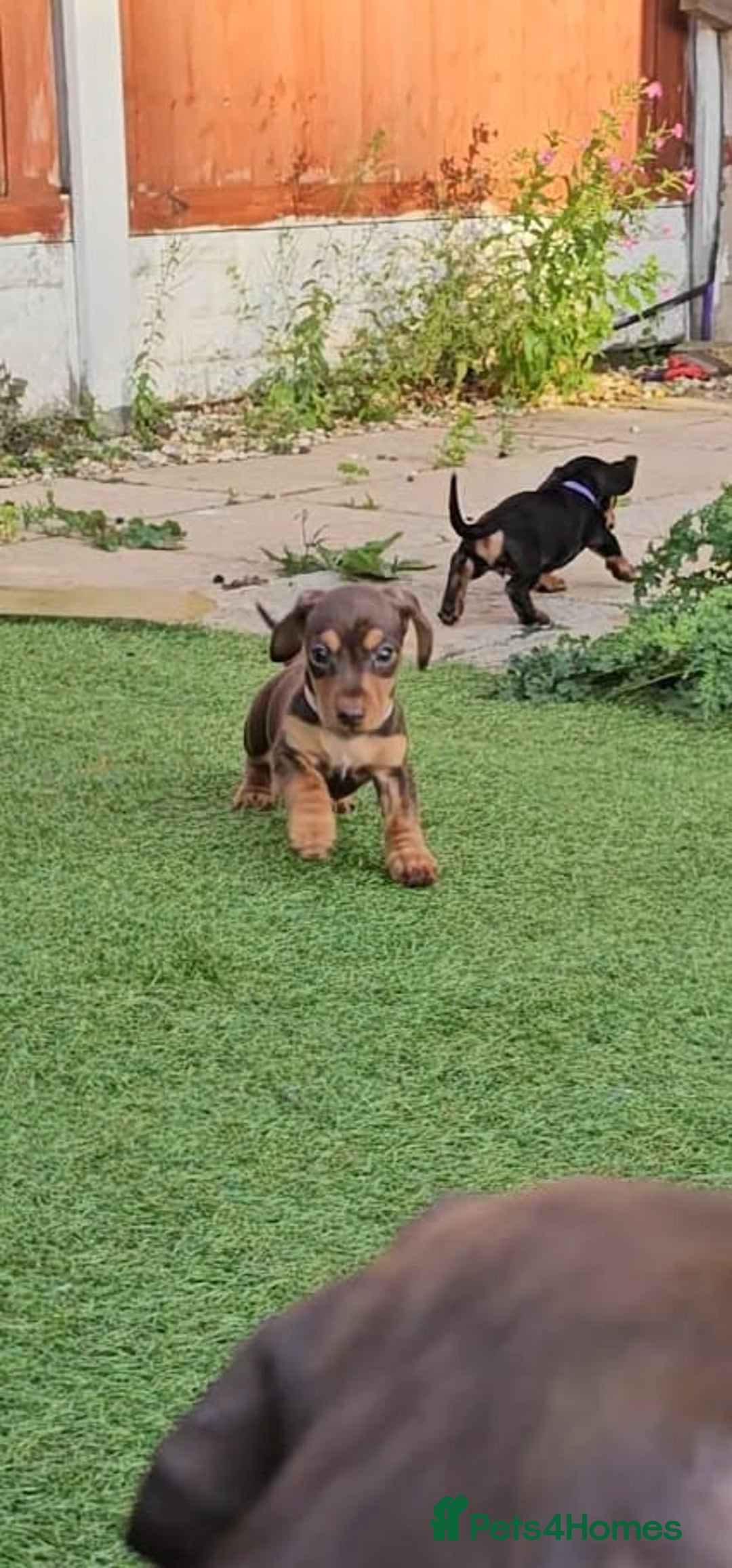 Miniature Dachshund dogs for sale:  Miniature Dachshunds ready to go Friday 19th Sept - Image 33