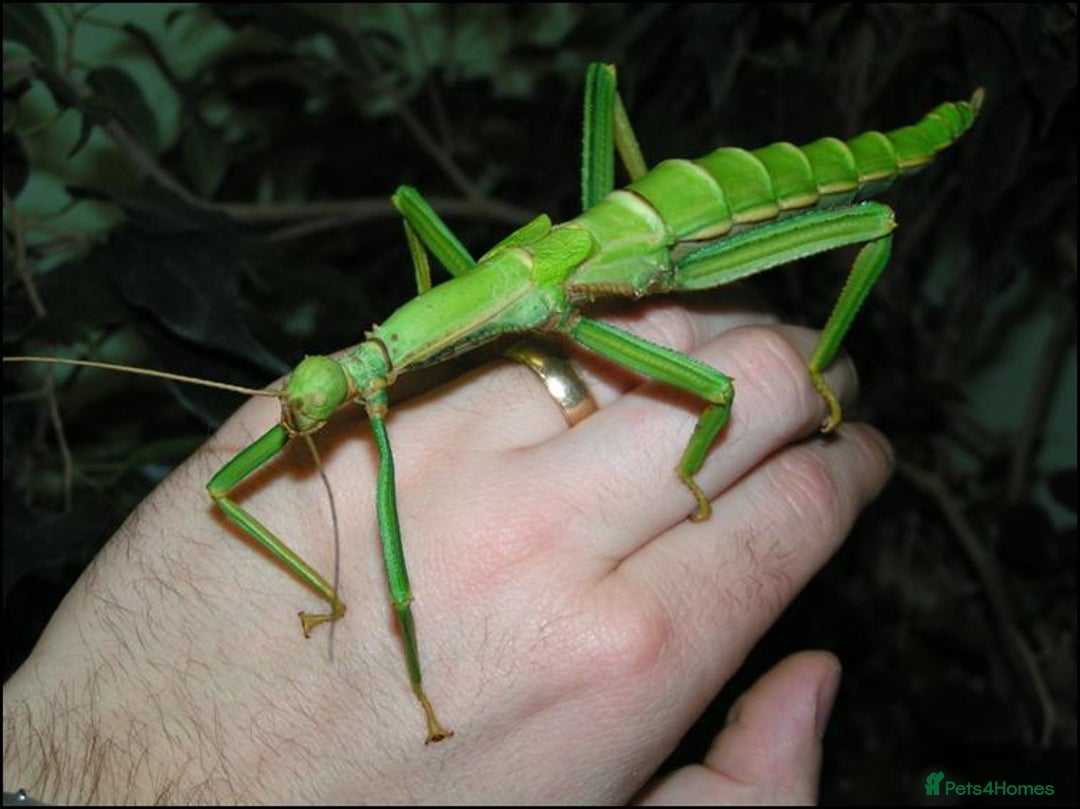 Stick Insects invertebrates for sale: Green Bean Stick Insects x 6 Diapherodes gigantea - Image 4