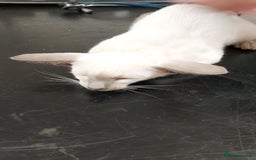 Oriental cats for sale: Full Pedigree Oriental 1 Kitten XL size ears GCCF - Image 5