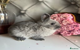 Netherland Dwarf rabbits for sale: Pure bred netherland dwarf babies  - Image 14