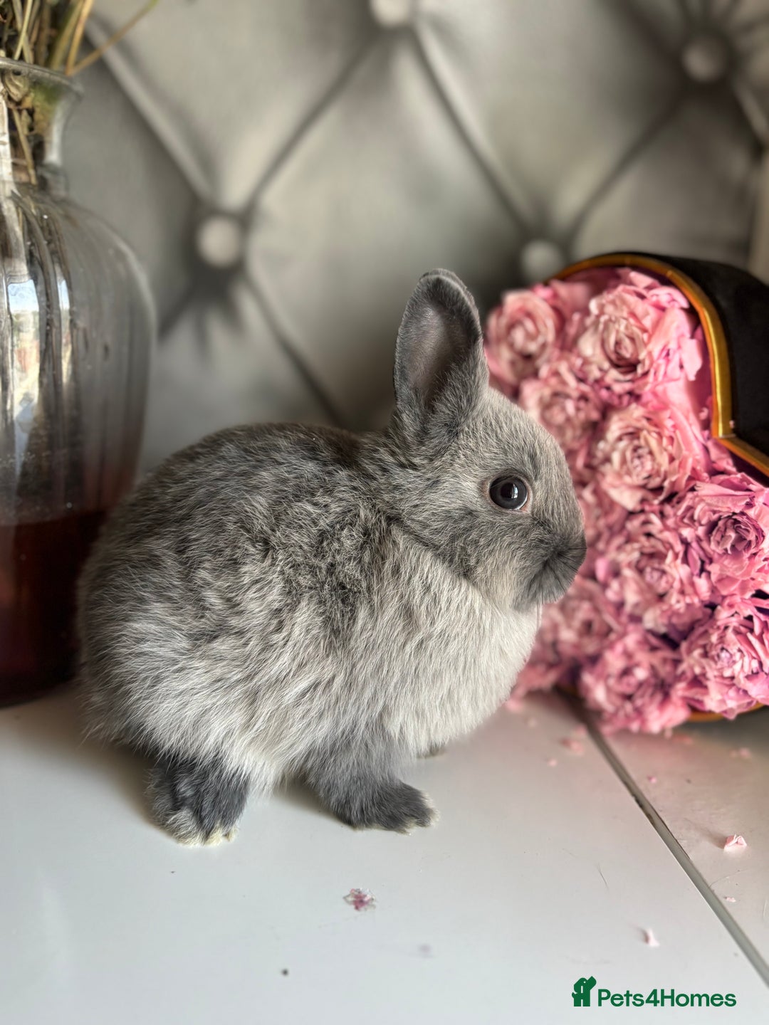 Netherland Dwarf rabbits for sale: Pure bred netherland dwarf babies  - Image 14