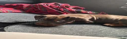 English Bulldog dogs for sale: 10 week old puppy boy  in Portsmouth - Advert 7