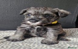 Miniature Schnauzer dogs for sale: Curious, playful and loving litter KC pups ❤️ - Image 3