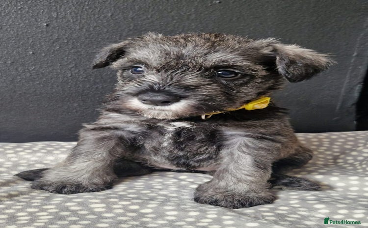 Miniature Schnauzer dogs - Advert 3