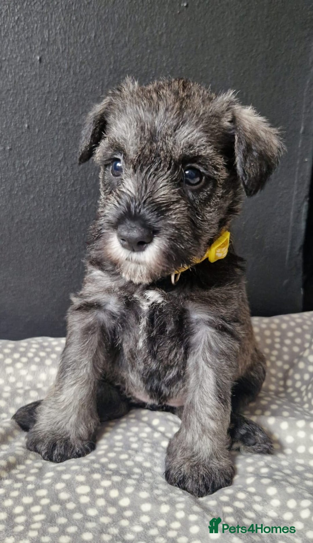 Miniature Schnauzer dogs for sale: Curious, playful and loving litter KC pups ❤️ - Image 3