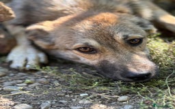 Mixed Breed dogs for adoption: EVIE - a Beautiful & Kind Girl, for a Loving Home - Image 14