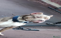 Mixed Breed dogs for sale: Caine corso/ American bully 10 weeks - Advert 18