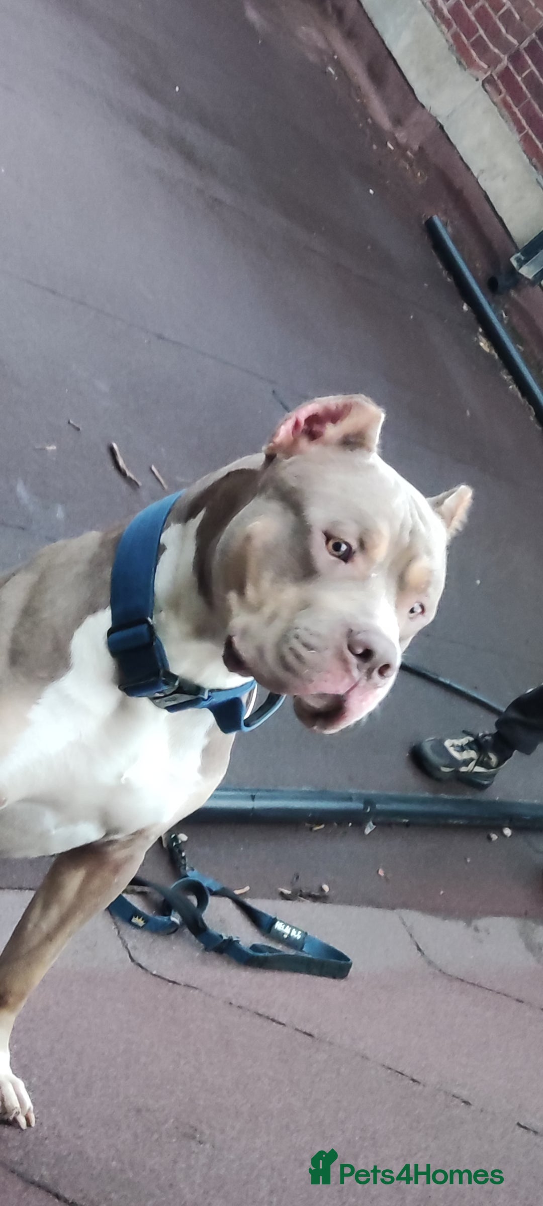 Mixed Breed dogs for sale: Caine corso/ American bully 10 weeks - Advert 18