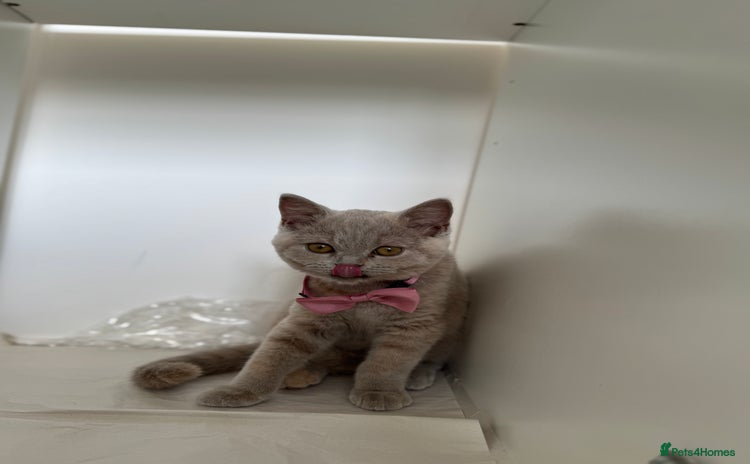 British Shorthair cats - Advert 10