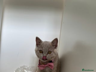 British Shorthair cats - Advert 6