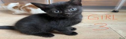 Mixed Breed cats for sale: Adorable Kittens in Croydon (from £130) - Advert 4