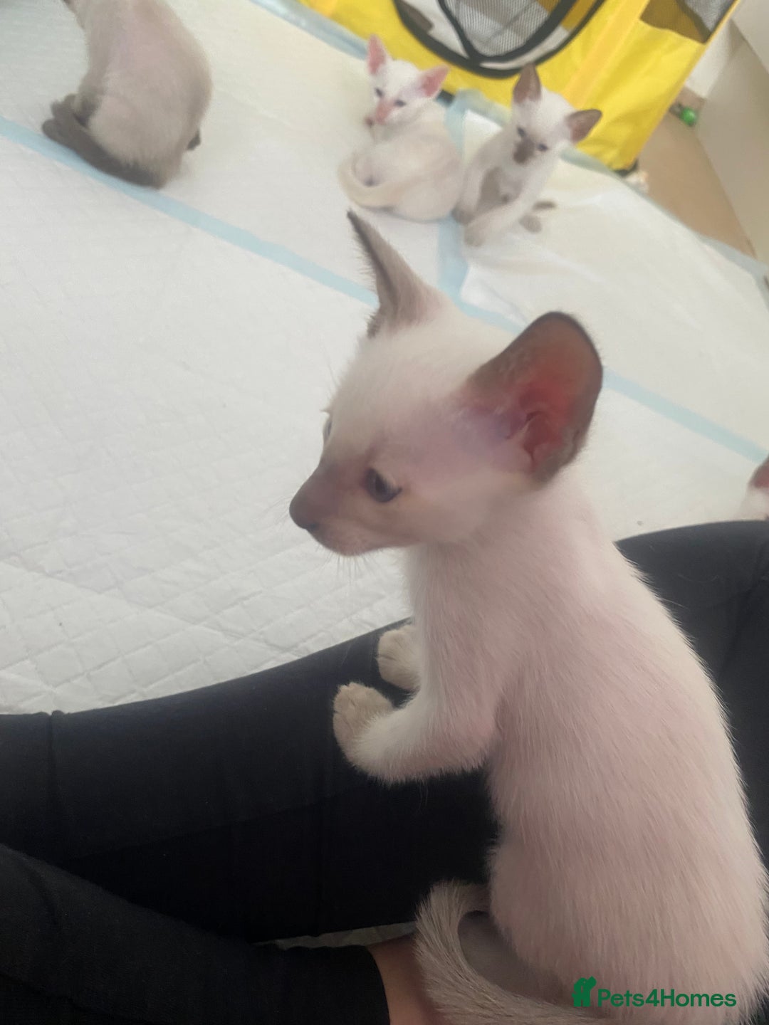 Siamese cats for sale: 🤩🐱Beautiful Siamese kittens for sale🐱⚡️ - Image 10