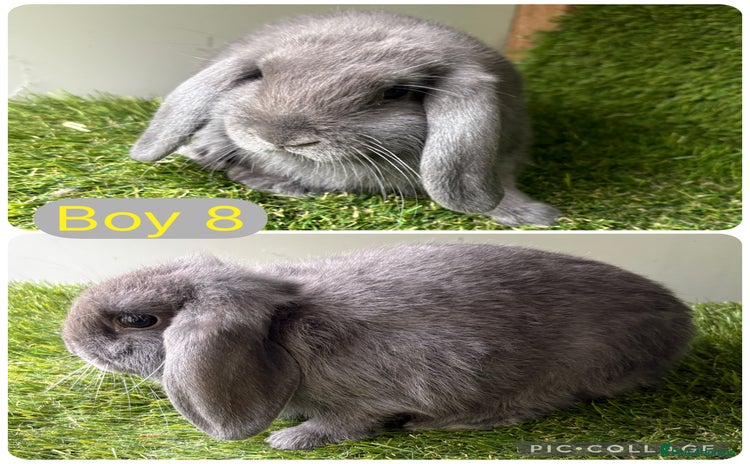 Mini Lop rabbits - Advert 1