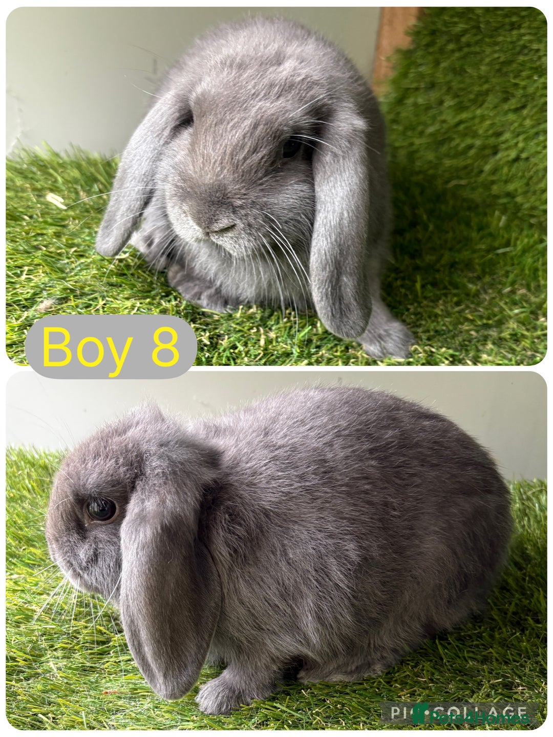 Mini Lop rabbits for sale: Stunning mini lop babies  - Image 10