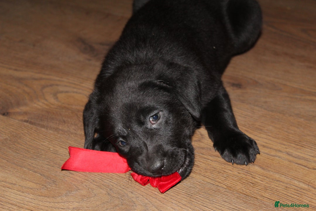 Labrador Retriever dogs for sale: 🔥 KC LABRADOR PUPPIES SILVER CHOCOLATE AND BLACK - Advert 18