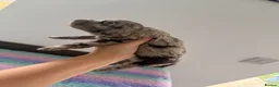 Cockapoo dogs for sale: Beautiful yankiepoo puppies - Advert 6