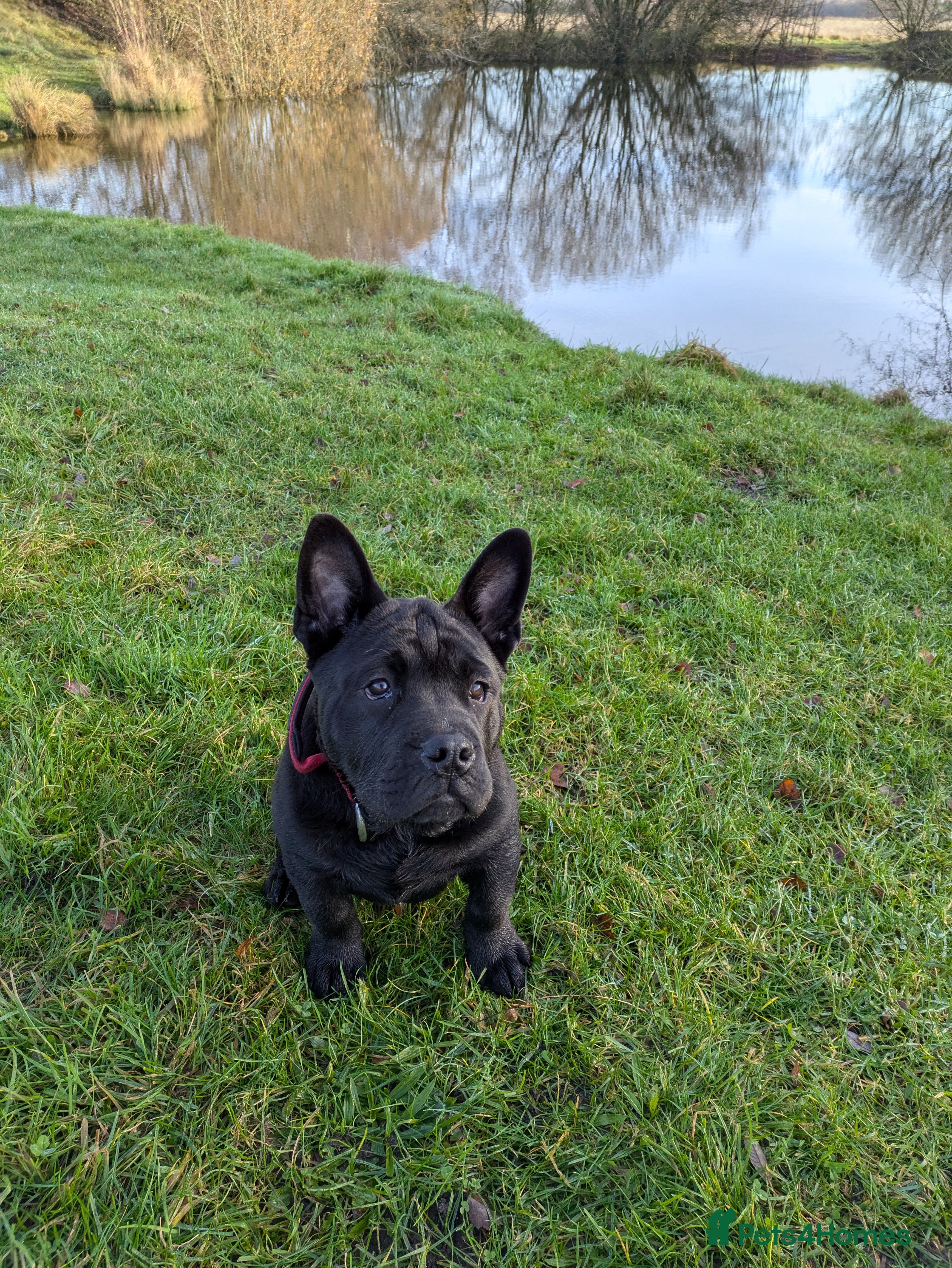 Mixed Breed dogs English Bulldog x Shar Pei Puppy - Advert 1