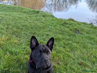 Mixed Breed dogs English Bulldog x Shar Pei Puppy - Advert 1