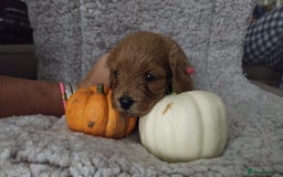 Cavapoo dogs for sale: Beautiful Cavapoo Puppies  - Image 7