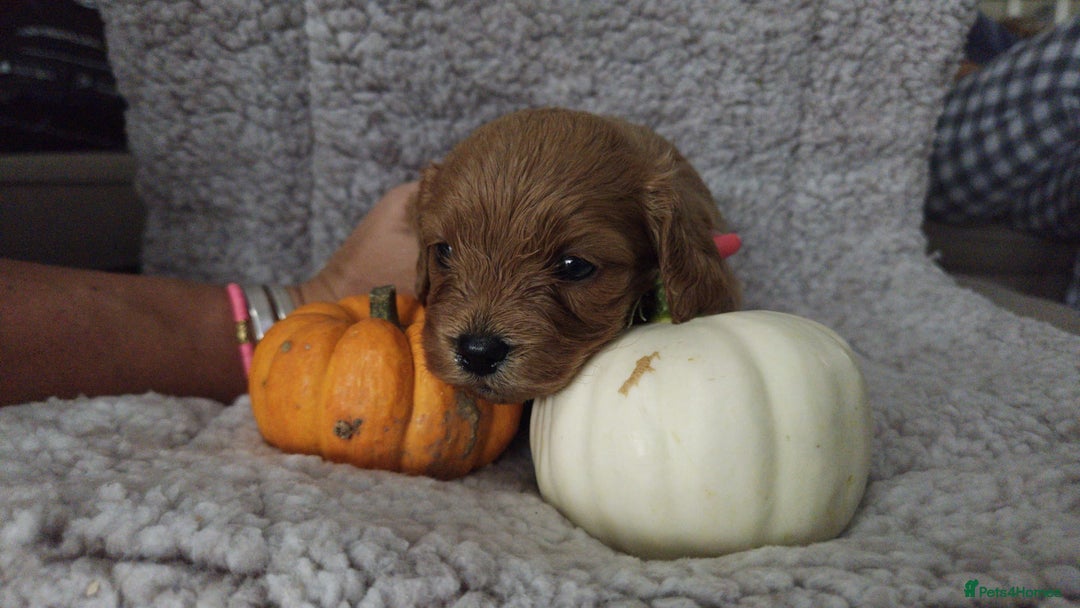 Cavapoo dogs for sale: Beautiful Cavapoo Puppies  - Image 7